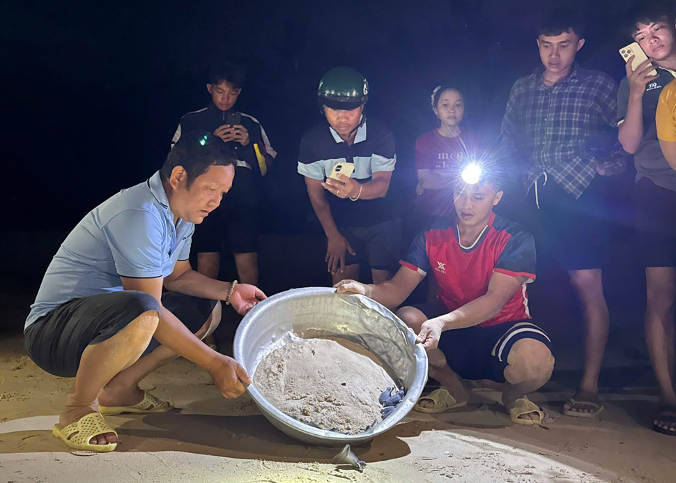 Người dân, cán bộ địa phương hỗ trợ thả rùa con về biển. Ảnh: Nhơn Châu