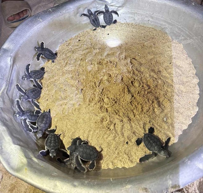 Rùa con chào đời trên bãi biển xã đảo ở Gia Lai sau thời gian dài vắng bóng