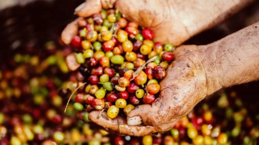 Giá cà phê hôm nay 18.8.2025: Trong nước neo cao, thế giới đi ngang - ảnh 1