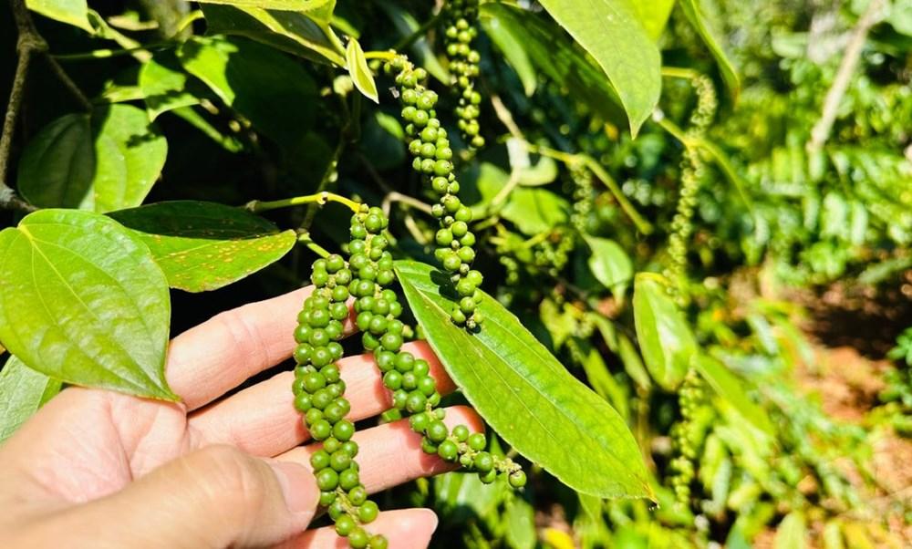 Giá nông sản hôm nay 21.8.2025: Hồ tiêu ổn định, gạo nhích nhẹ - ảnh 1