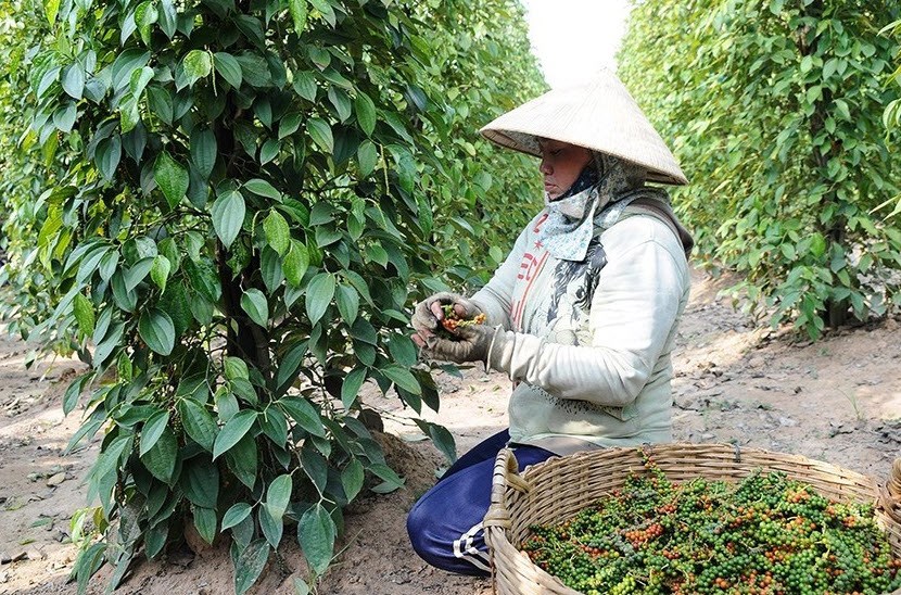 Giá nông sản hôm nay 22.8.2025: Cà phê tăng tiếp, hồ tiêu phục hồi, gạo ổn định - ảnh 1