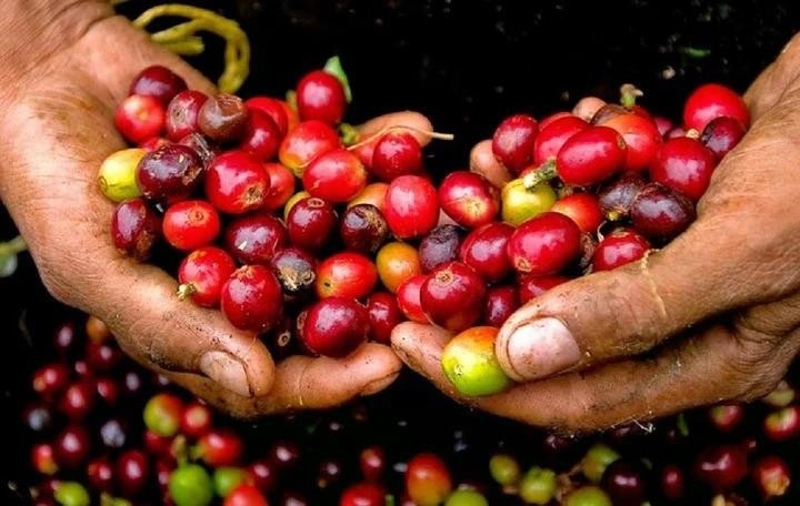 Bản tin nông sản hôm nay (23-8): Giá cà phê, hồ tiêu tiếp đà tăng