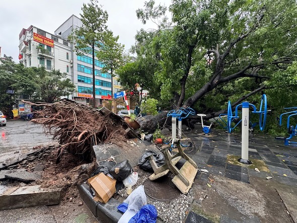 Sự việc xảy ra tại ngõ 1 phố Trung Hoà, Hà Nội. Tại hiện trường, cây xanh bật gốc, gãy đổ đè trúng 2 chiếc xe ô tô. Ảnh: Vũ Linh