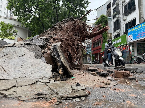 Cây lớn bị đổ rất ít rễ, thân cây khoảng 2 người ôm, tán rộng.