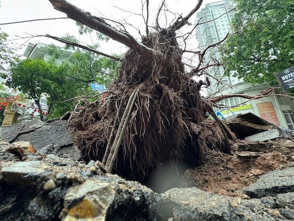 Ông Tạ Hữu Quý - nhân viên bảo vệ gần khu vực này cho biết, khoảng 6h40 ông nghe thấy tiếng động lớn, khi chạy ra thấy cây đã đổ gục, đè lên 2 xe ô tô. Tại hiện trường, gốc cây đã bật hẳn khỏi đất khiến nền gạch cũng vỡ thành nhiều mảnh.