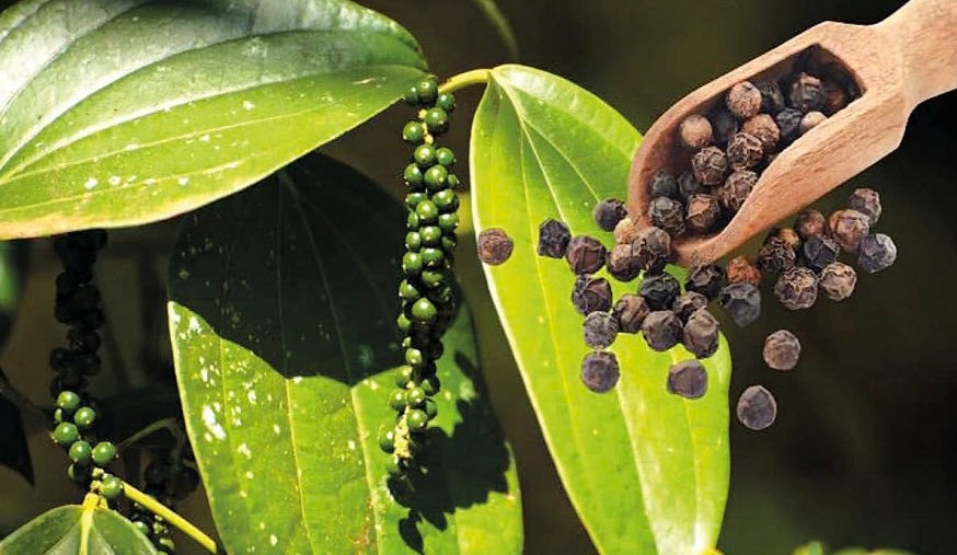 Giá hồ tiêu hôm nay 2.9.2025: Tăng mạnh trong ngày Đại lễ Quốc khánh - ảnh 1