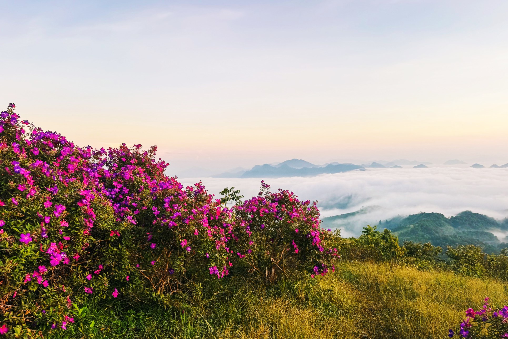 Hoa sim đã được tư nhân trồng tại khu đồi này khoảng 2 năm nay, chưa thu phí tham quan nên bạn có thể ghé check-in thoải mái vào mọi khung giờ. Tháng 9 này đặc biệt nhất khi hoa sim vừa nở rực rỡ thì biển mây ở Suối Bon cũng xuất hiện nhiều hơn.