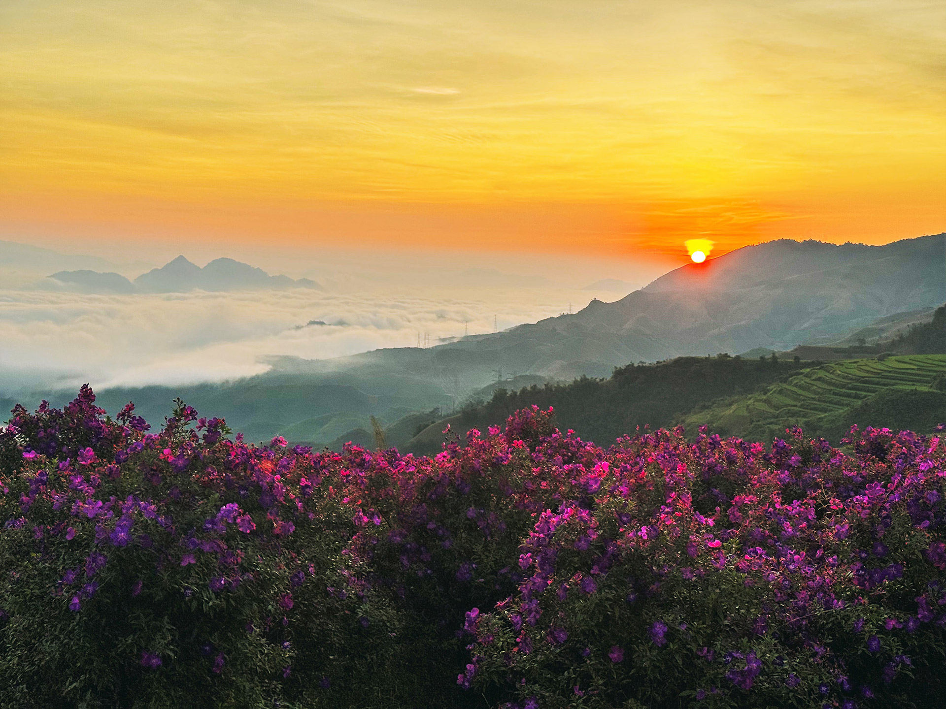 Biển mây ở đồi sim Suối Bon thường có vào buổi sáng sớm từ khoảng 5h sáng. Mây trắng bồng bềnh trên những đỉnh núi đỉnh đồi đằng xa, sắc tím của hoa sim lấp lánh dưới ánh ban mai ngay dưới chân bạn tạo nên khung cảnh thần tiên.