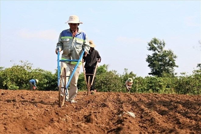Trường hợp chuyển đổi đất nông nghiệp khi chưa có sổ đỏ có thể bị phạt đến 10 triệu đồng. Ảnh: B.Chung