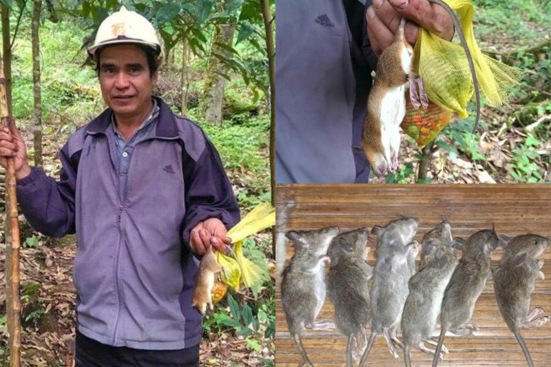Người Xơ Đăng trên đỉnh Ngọc Linh dốc sức bảo vệ vườn sâm khỏi giống chuột vàng tinh ranh, phá hoại. Ảnh: Nguyễn Hoàng