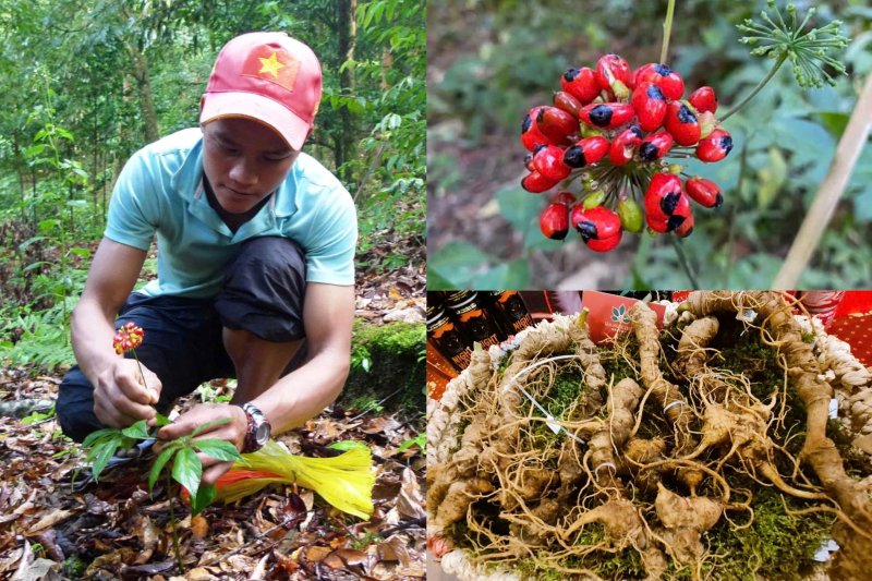 Giữa rừng sâu, người Xơ Đăng dốc sức bảo vệ vườn sâm khỏi giống chuột vàng tinh ranh, phá hoại. Ảnh: Nguyễn Hoàng