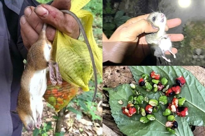 Chuột tàn phá thủ phủ sâm Ngọc Linh, mất trắng tiền tỉ chỉ sau một đêm
