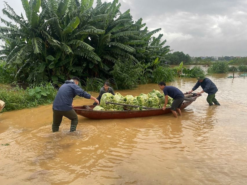 Lực lượng Công an và Quân sự xã Minh Châu kịp thời hỗ trợ Nhân dân thu hoạch hoa màu, giảm thiểu thiệt hại do mưa lũ