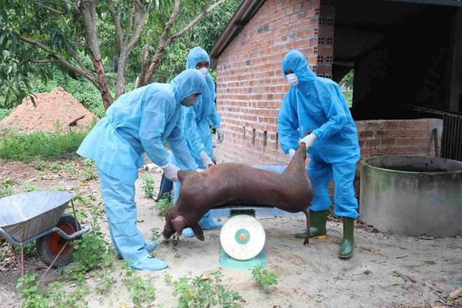 Xuất hiện dịch tả lợn châu Phi tại 5 địa phương ở Khánh Hòa, tiêu hủy hơn 18 tấn lợn