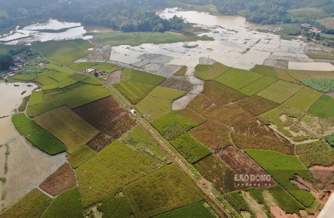 Hơn 270 ha lúa vụ mùa chuẩn bị cho thu hoạch tại xã Trấn Yên bị ngập úng. Ảnh: Văn Đức