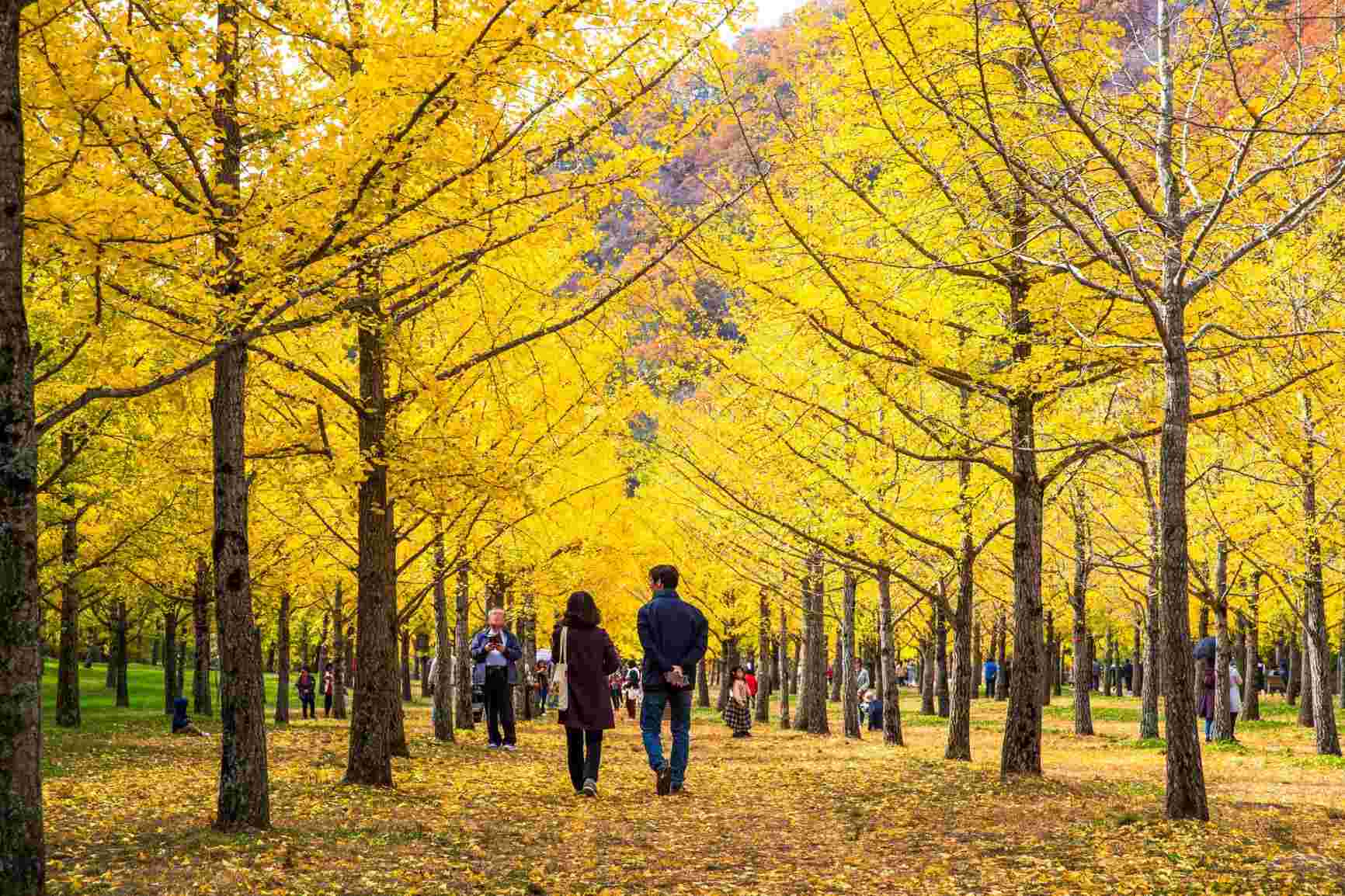 Những cánh rừng bạch quả nhuộm vàng khi mùa thu về ở Hongcheon, tỉnh Gangwon, Hàn Quốc. Ảnh: KTO
