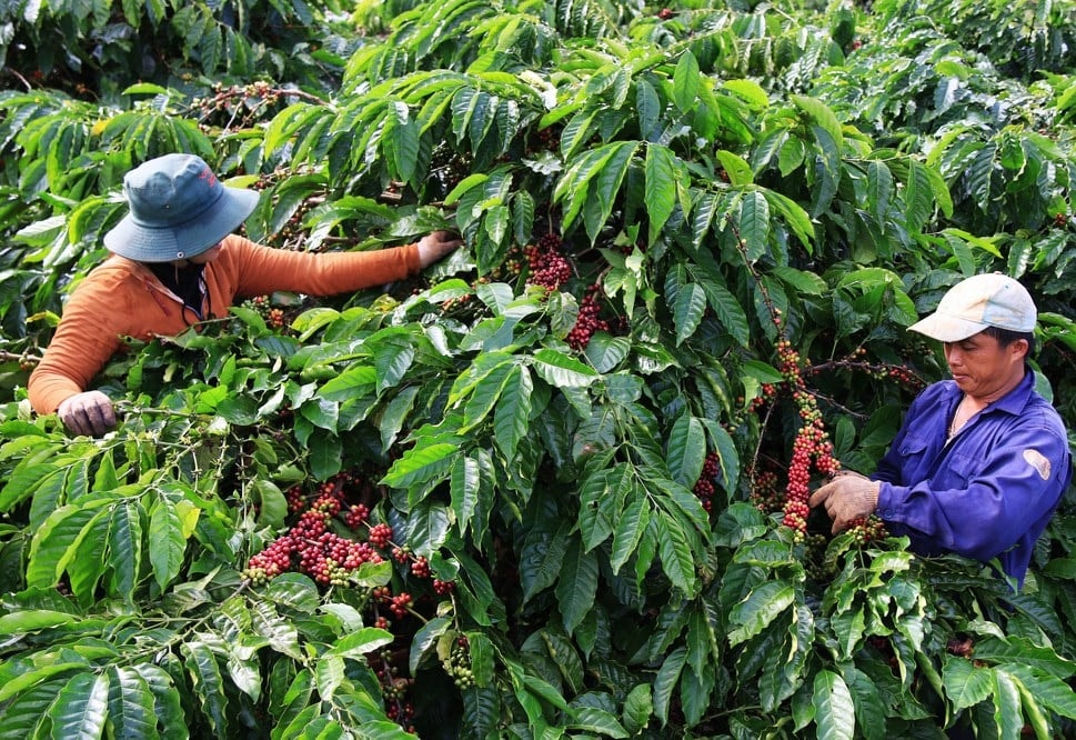 Giá nông sản hôm nay 12/10/2025: Cà phê tiếp đà giảm, hồ tiêu giữ vững mức cao