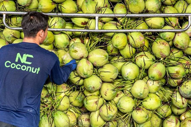 Dừa Việt Nam soán ngôi dừa Thái Lan ở thị trường Trung Quốc