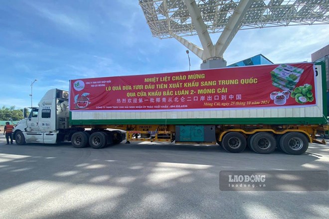23,5 tấn dừa tươi xuất khẩu sang Trung Quốc qua Cửa khẩu Bắc Luân 2, TP Móng Cái, Quảng Ninh, ngày 25.10.2024. Ảnh: Đoàn Hưng