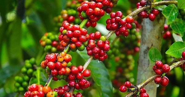 Giá nông sản hôm nay 27/10/2025: Thị trường nông sản lặng sóng