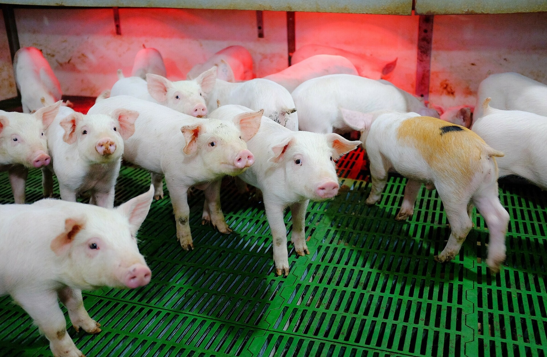 Giá heo hơi hôm nay 30 10 Miền Bắc giữ vững phong độ, miền Trung rớt giá