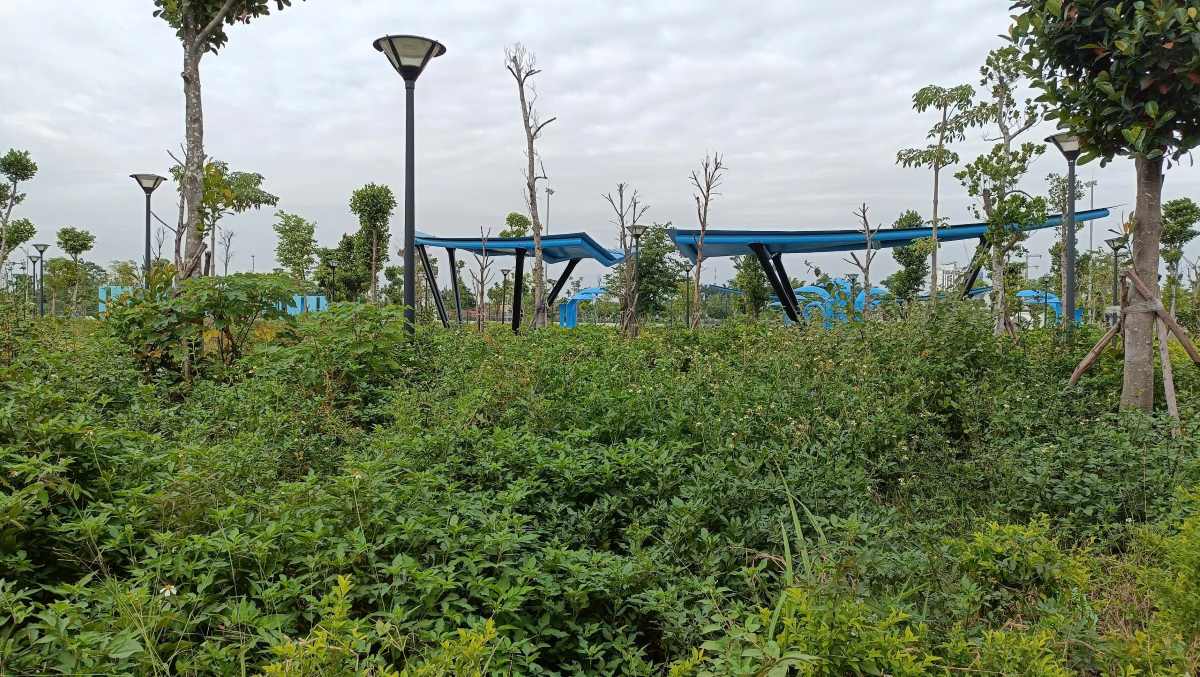 Cỏ dại mọc um tùm ở công viên mới gắn biển.
