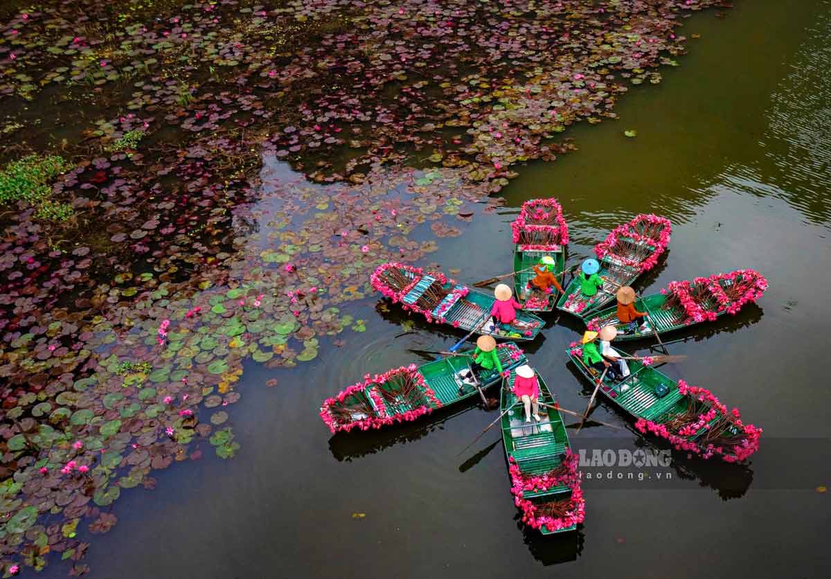 Từ trên cao nhìn xuống, dòng sông Ngô Đồng xanh biếc, uốn lượn qua những dãy núi đá vôi hùng vĩ, những con thuyền nhộn nhịp như thoi đưa dệt vào bức tranh thủy mặc những ngày này càng trở nên lung linh, rực rỡ hơn bởi hàng vạn bông súng tím biếc đồng loạt bung nở.