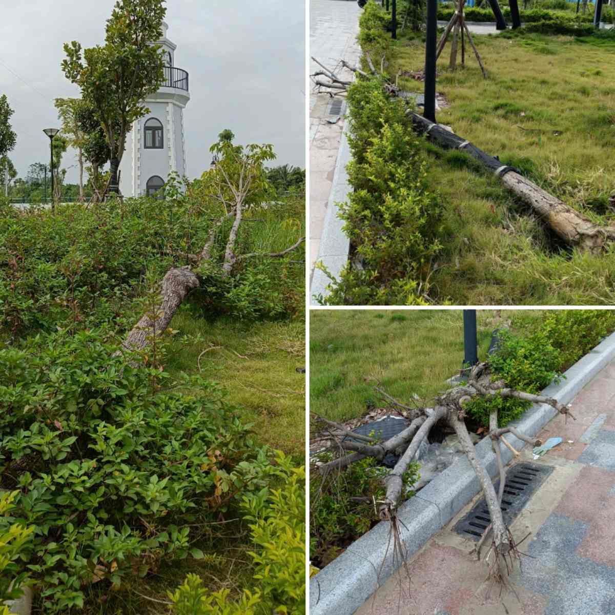 Cây cối gẫy đổ lâu ngày nhưng không được khôi phục, dọn dẹp. Ảnh: Mai Dung