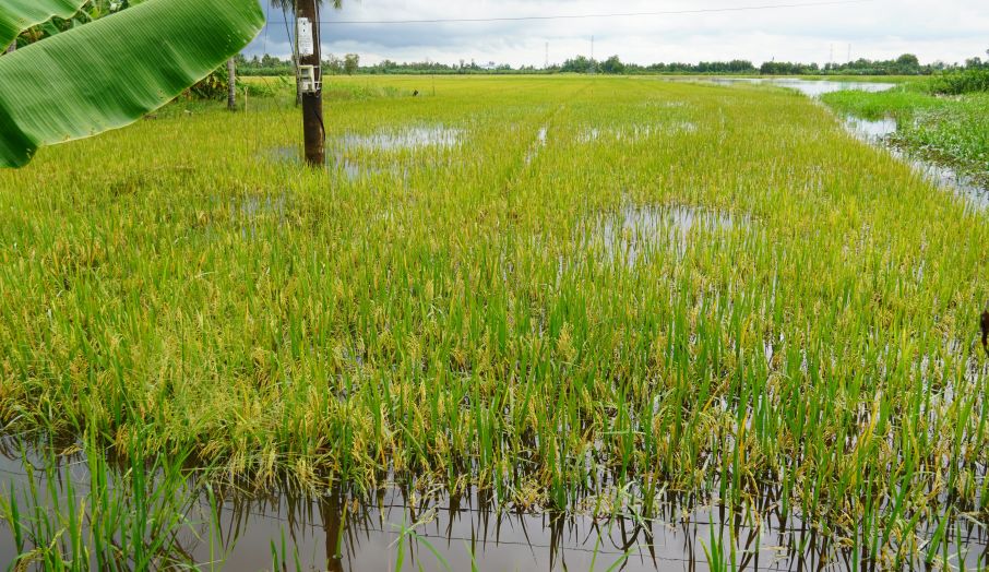Một ruộng lúa gần đến ngày thu hoạch trên địa bàn xã Mỹ Hương (TP Cần Thơ) bị nước ngập đến tận ngọn. Ảnh: Phương Anh