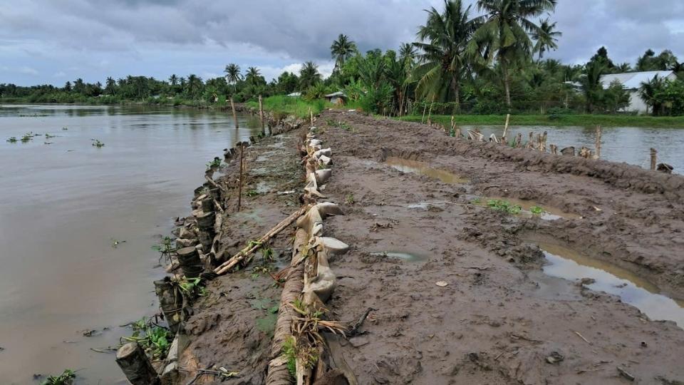 Đơn vị thi công đang thả đá rối, gia cố cừ tràm và đắp đất thân đê bao để chống triều cường. Ảnh: Hoàng Lộc