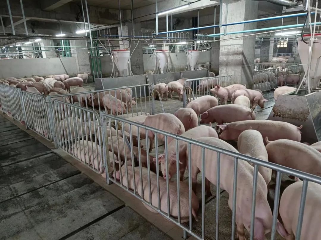 Giá heo hơi hôm nay 4 11 3 miền tiếp chuỗi ổn đỉnh, Hà Nội vững đỉnh