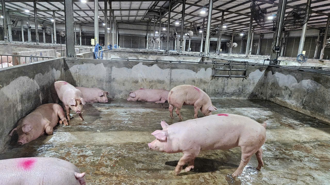 Giá heo hơi hôm nay 15 11 Miền Trung bất ngờ tăng nhẹ