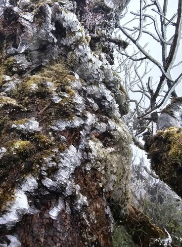 Băng tuyết đọng lại trên những cành cây cao từ 1 mét trở lên. Ảnh: Phang Ga