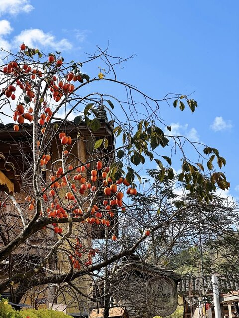 Cận cảnh cây hồng quả đỏ thu hút đông đảo khách du lịch ở làng Lô Lô Chải. Ảnh: Tí Lầu