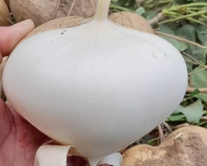 Bất ngờ tác dụng thanh lọc và giải độc của củ đậu