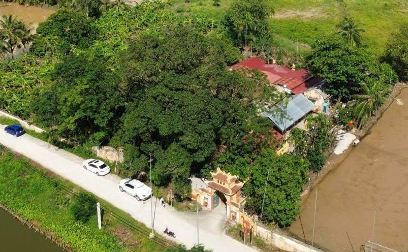 Cây muỗm ôm trọn khuôn viên di tích miếu Lác. Ảnh: Việt Cường