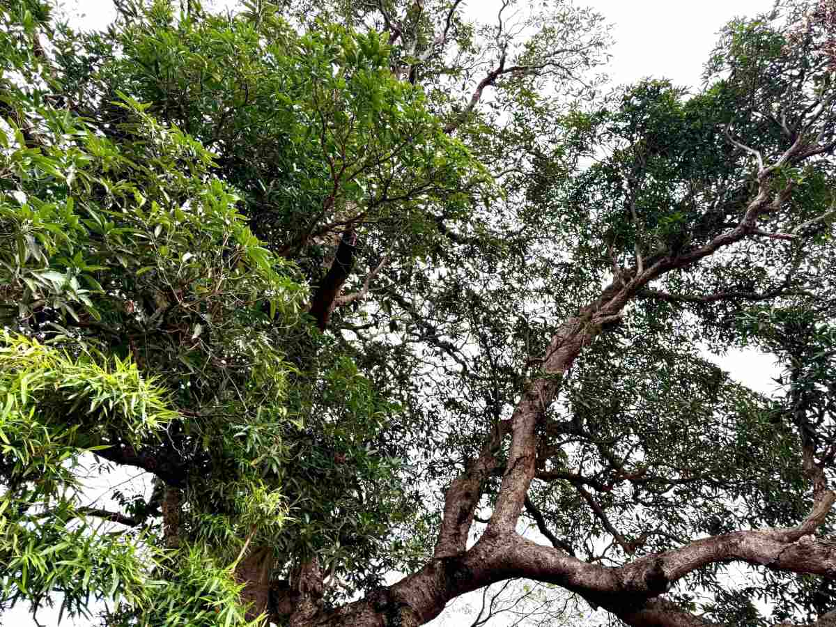 Cây muỗm xanh tốt, ra hoa, kết trái quanh năm. Ảnh: Việt Cường