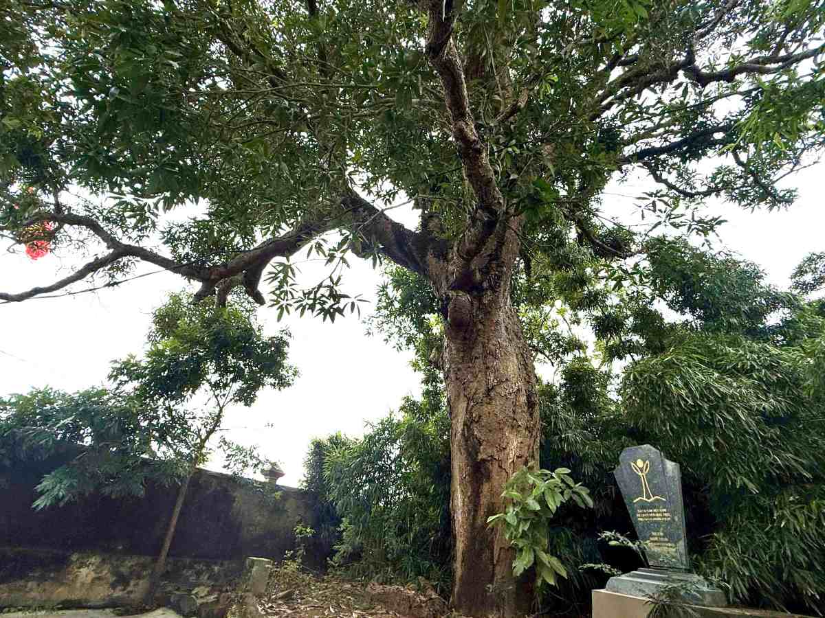 Cây muỗm từ lâu trở thành “báu vật“, niềm tự hào của người dân Vĩnh Thuận. Ảnh: Việt Cường