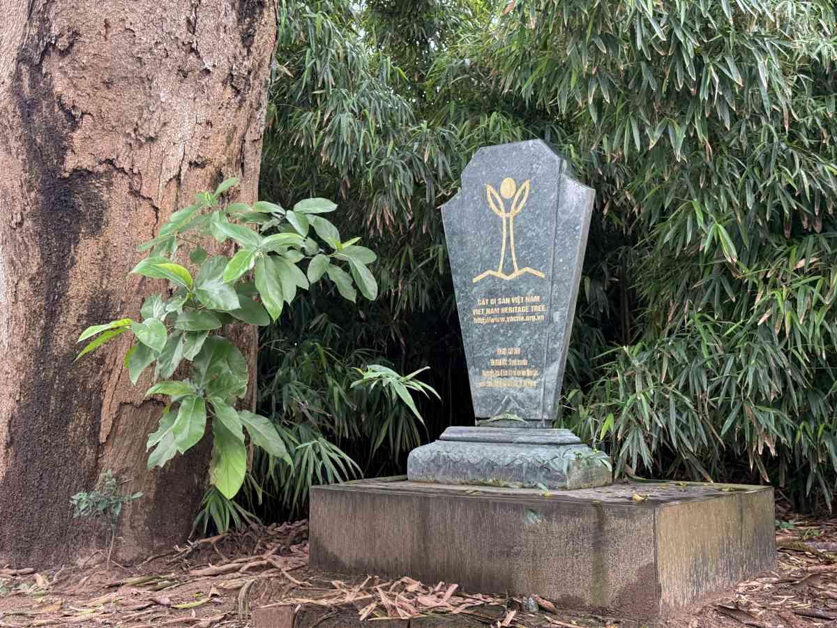 Cây muỗm được công nhận Cây di sản năm 2016. Ảnh: Việt Cường