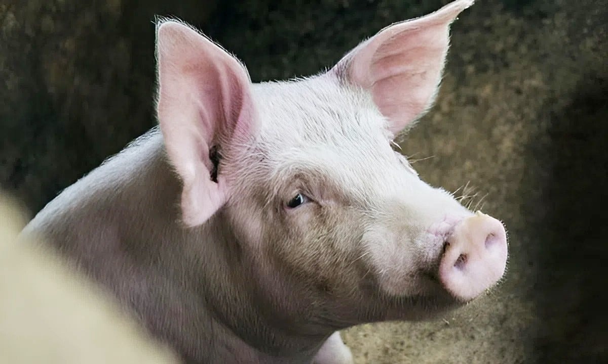 Giá heo hơi hôm nay 9 12 3 miền đóng băng ở đỉnh 61.000 đồng kg