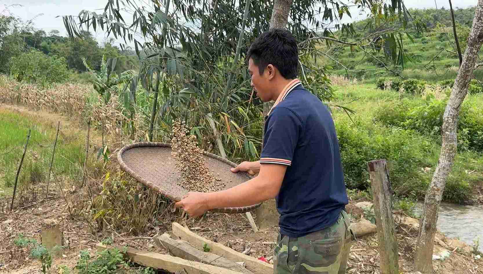Anh Lý Văn Yên thoát khỏi diện hộ cận nghèo sau khi trồng, thu hoạch và bán cà phê. Ảnh: Bảo Lâm