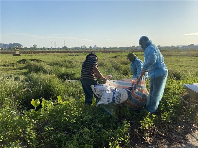 Lực lượng chức năng tiêu hủy lợn mắc dịch. Ảnh: Diệu Anh