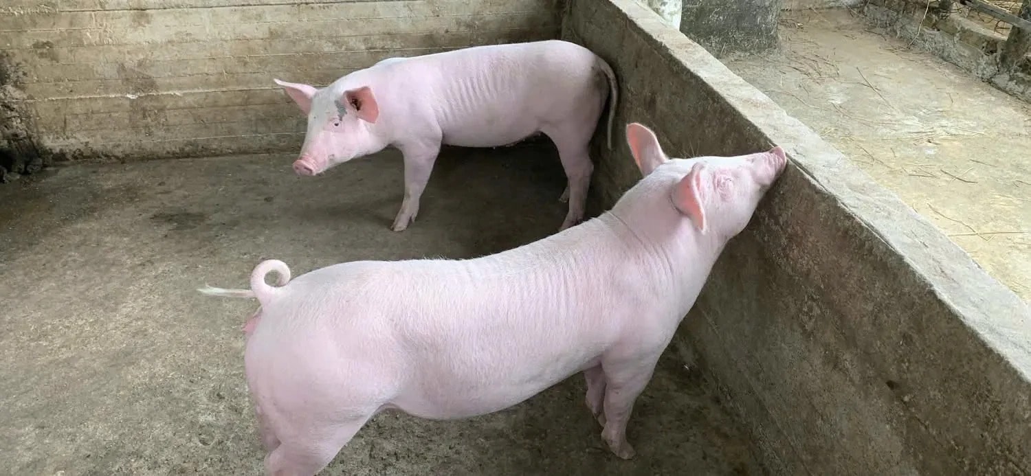 Giá heo hơi hôm nay 12 12 2025 3 miền tăng mạnh, nâng đỉnh lên 62.000 đồng kg