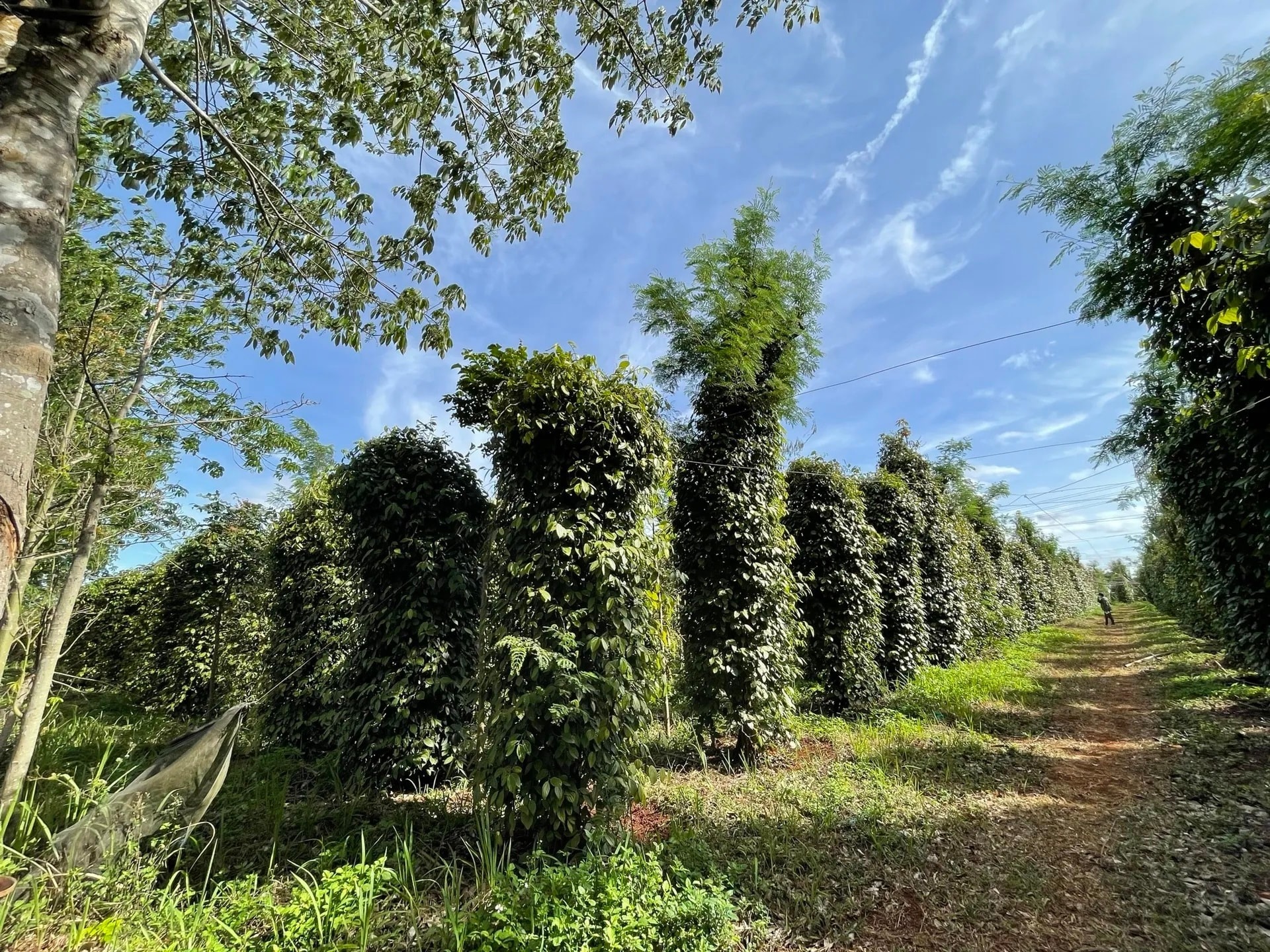 Giá tiêu hôm nay 15 12 Bình ổn ở 150.500 đồng kg trước đợt sóng mới