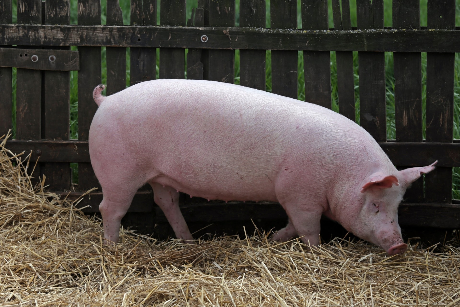 Giá heo hơi hôm nay 18 12 Miền Bắc kèo giá lên 67.000 đồng kg, 2 miền Trung và Nam tăng nhẹ