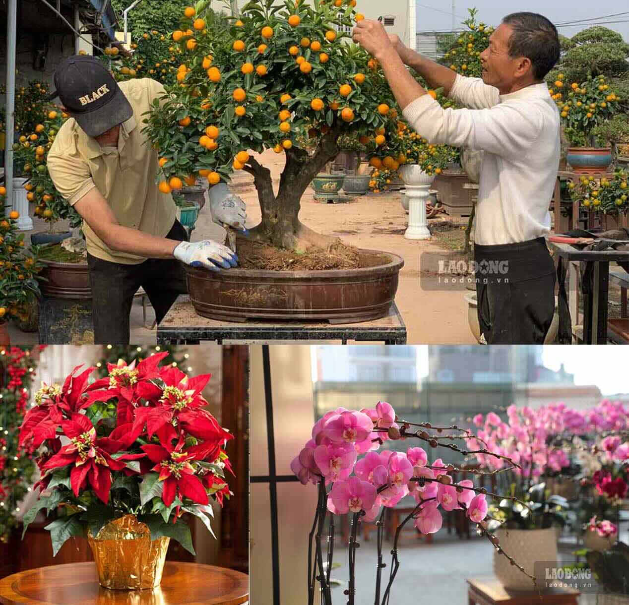 Cây chậu trang trí là những loại cây được nhiều văn phòng lựa chọn dịp cuối năm nhờ dễ bố trí, chăm sóc đơn giản và thuận tiện thu dọn sau kỳ nghỉ.