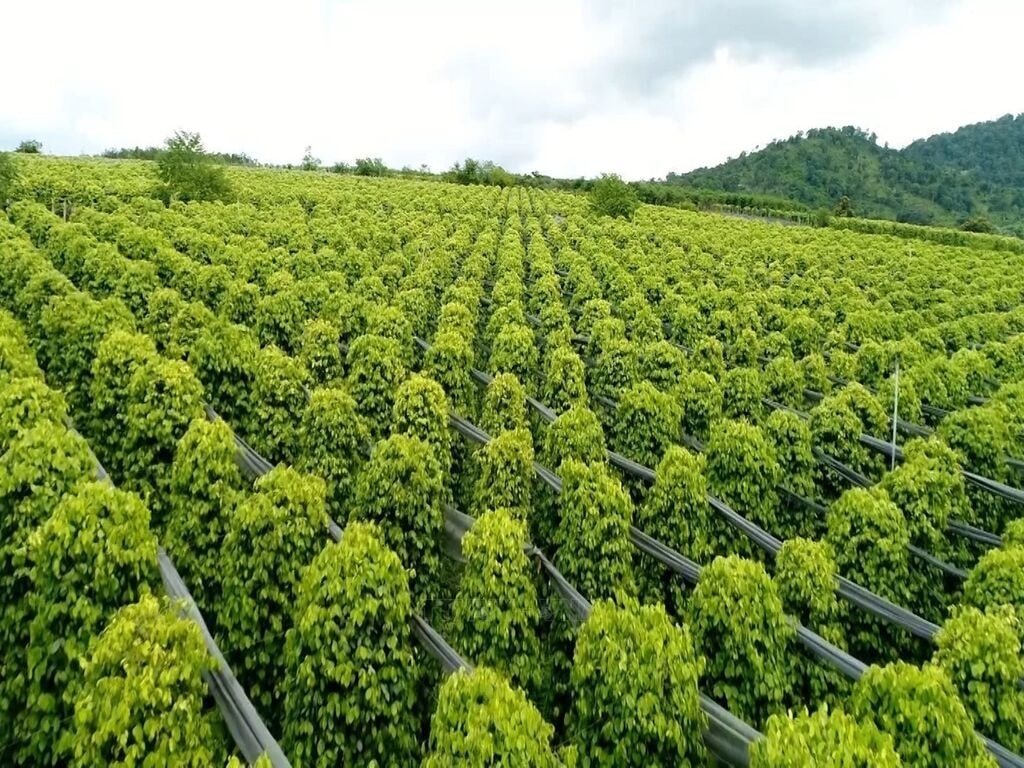 Giá tiêu hôm nay 22 12 Thiết lập mặt bằng mới đầu tuần