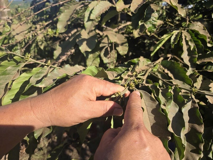 Không chỉ ảnh hưởng đến sức khỏe, hoạt động sấy cà phê còn khiến cho nhiều diện tích cà phê của người dân bị giảm mạnh năng suất. Ảnh: Viên Nguyễn