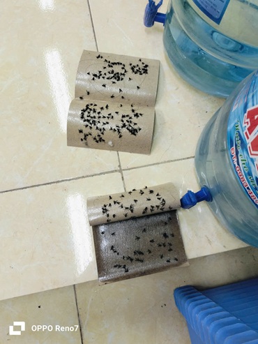 Ruồi trong lớp học. Ảnh: Minh Hiểu