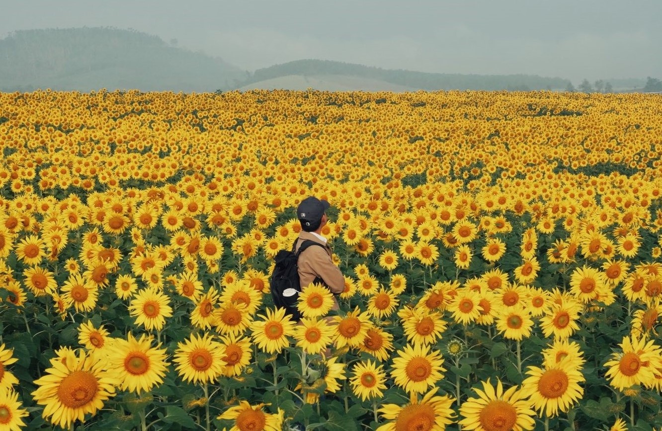 Hoa hướng dương nở không quá bền làm nhiều du khách lo lắng năm nay hoa có tàn sớm hay không. Tuy nhiên, cánh đồng hoa ở Nghĩa Lâm rộng hơn 100ha, được trồng chia làm 3 đợt gối nhau nên thời gian hoa nở dài hơn từ giữa tháng 12.2025 tới tháng 2.2026 (Tết Nguyên Đán). “Do đó, bạn đừng lo chưa đi kịp mùa hoa cuối tháng 12 này. Hai vụ hoa sau đó vị trí nở còn đẹp hơn hiện tại vì gần hồ nước, phong cảnh nên thơ“, Tuyên nói.